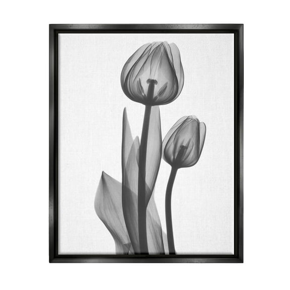 Stupell Industries Contemporary Transparent Tulip Graphic Art Jet Black Floating Framed Canvas Print Wall Art, Design by Albert Koetsier