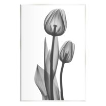 Stupell Industries Contemporary Transparent Tulip Graphic Art Unframed Art Print Wall Art, Design by Albert Koetsier