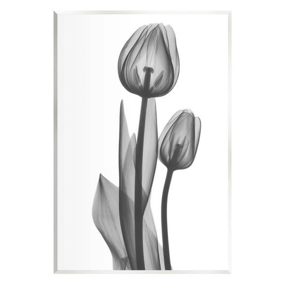 Stupell Industries Contemporary Transparent Tulip Graphic Art Unframed Art Print Wall Art, Design by Albert Koetsier