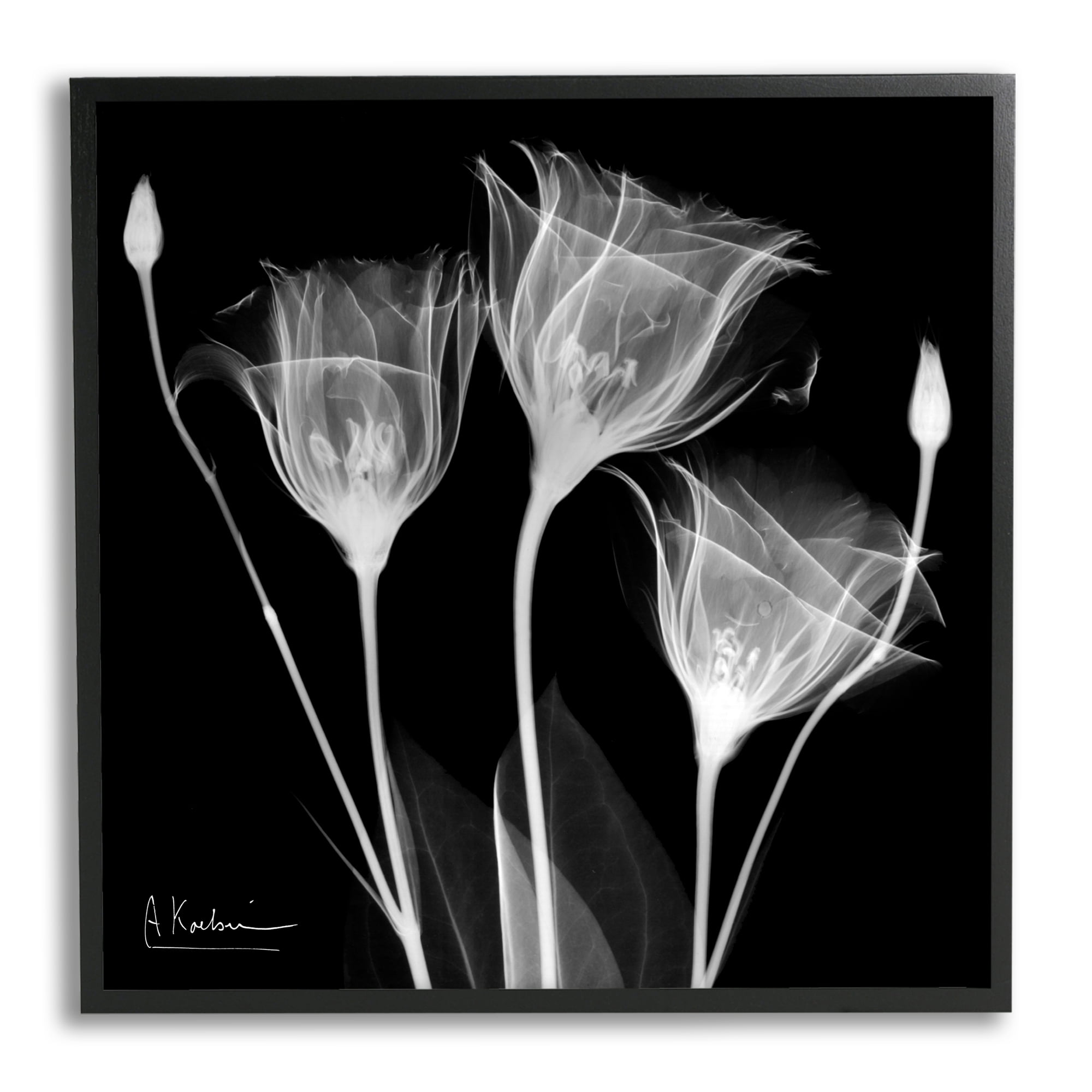 Stupell Industries Contemporary Tulip X-Ray Botanical & Floral Photography Black Framed Art Print Wall Art, 12 x 12