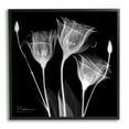 thumbnail image 1 of Stupell Industries Contemporary Tulip X-Ray Botanical & Floral Photography Black Framed Art Print Wall Art, 12 x 12, 1 of 9