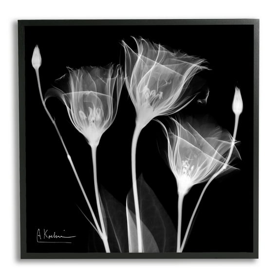 Stupell Industries Contemporary Tulip X-Ray Botanical & Floral Photography Black Framed Art Print Wall Art, 24 x 24