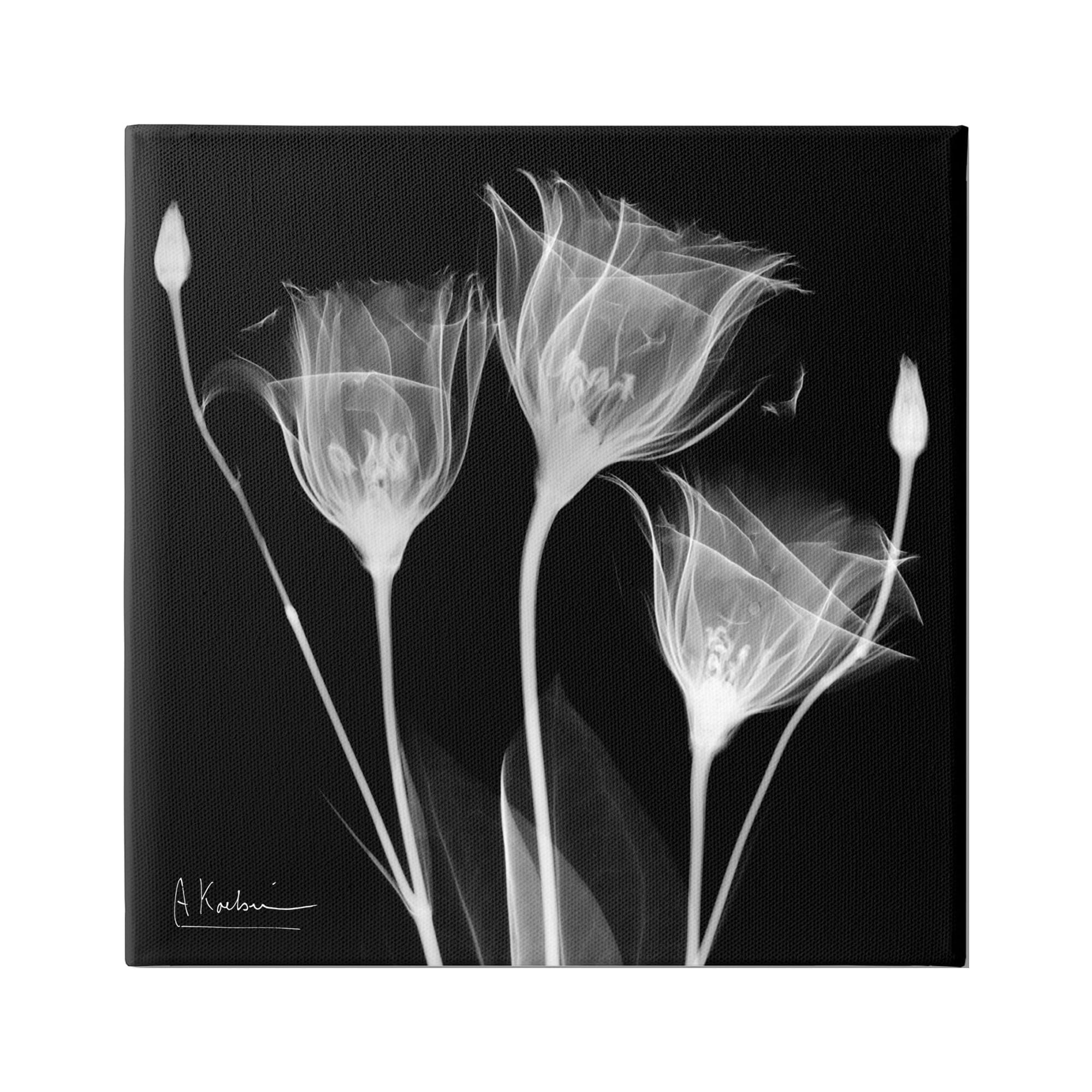 Stupell Industries Contemporary Tulip X-Ray Botanical & Floral Photography Gallery Wrapped Canvas Print Wall Art, 17 x 17