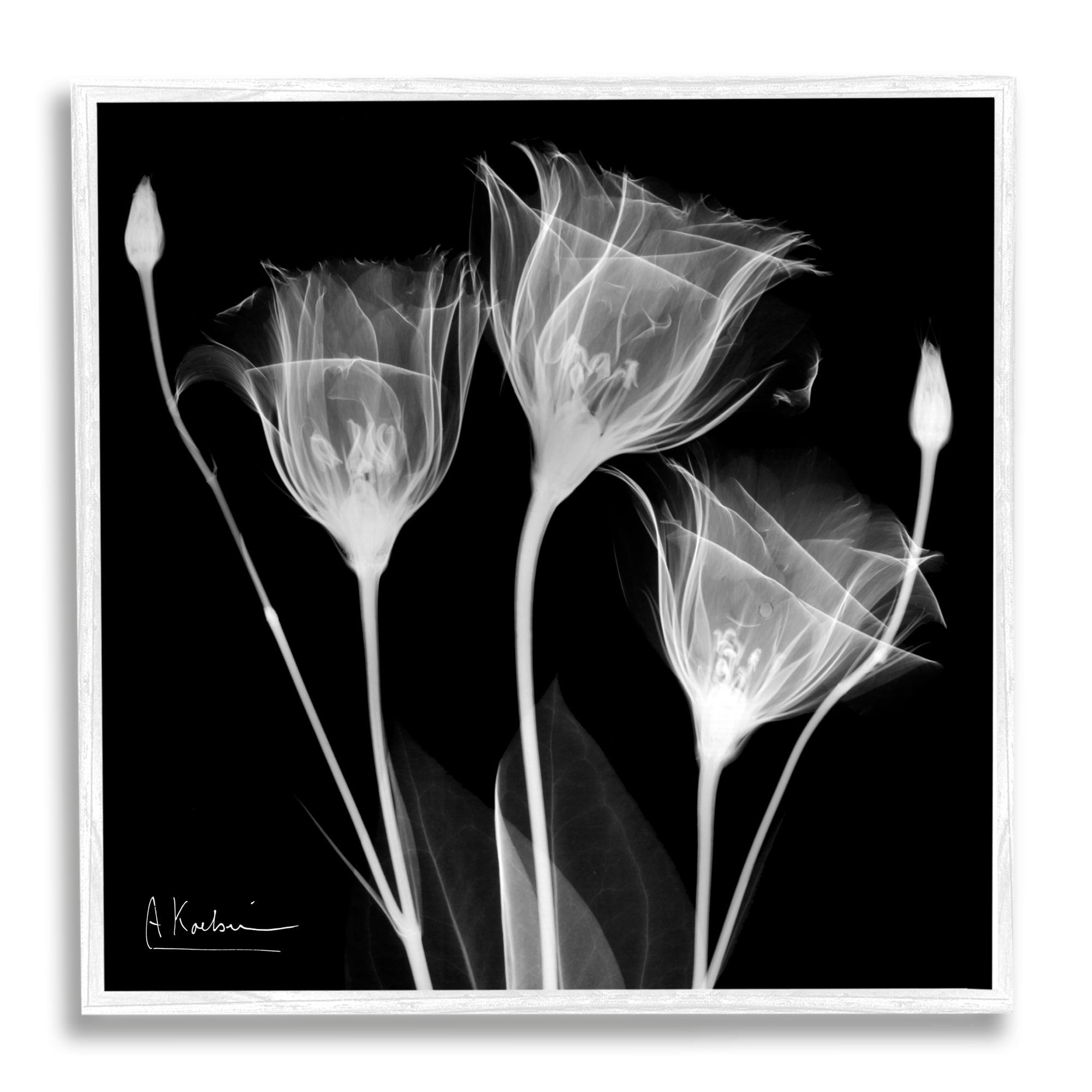 Stupell Industries Contemporary Tulip X-Ray Botanical & Floral Photography White Framed Art Print Wall Art, 12 x 12