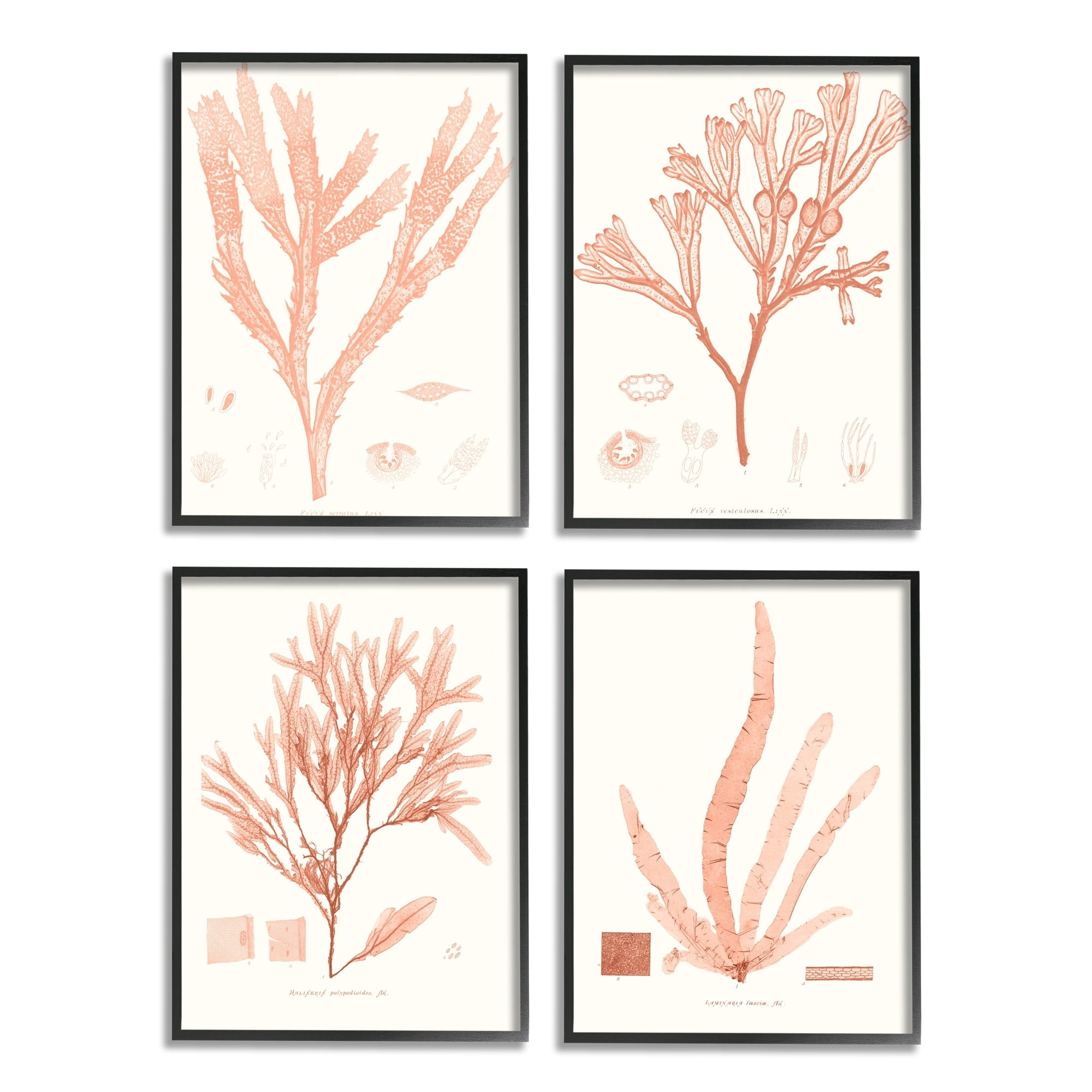 Stupell Industries Coral Red Seaweed Vintage Scientific Study Black Framed by Vision Studio