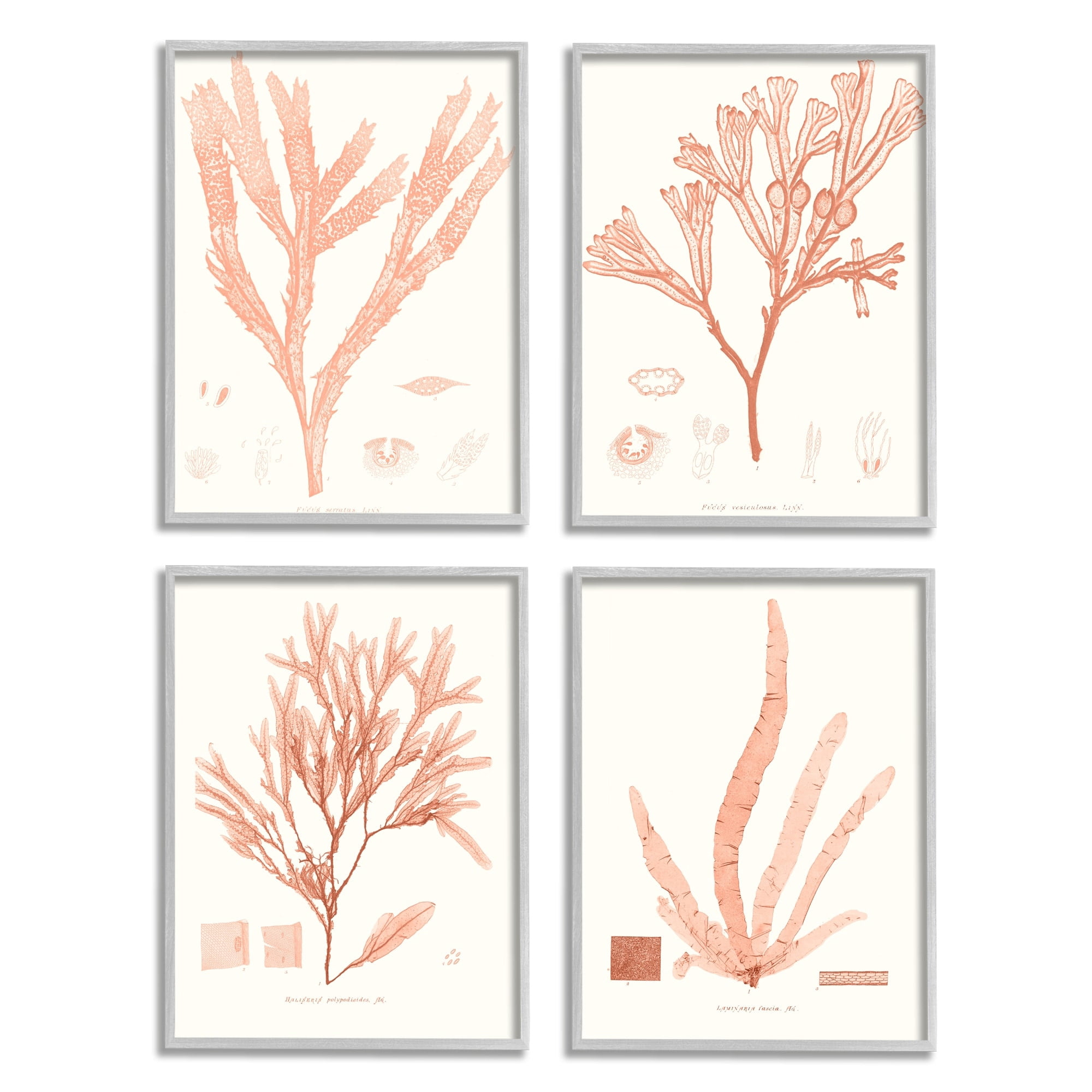 Stupell Industries Coral Red Seaweed Vintage Scientific Study Gray Framed by Vision Studio