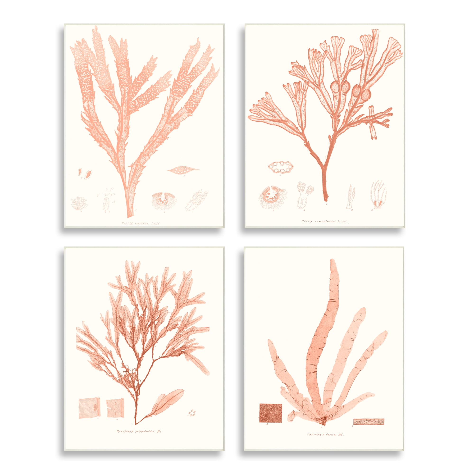 Stupell Industries Coral Red Seaweed Vintage Scientific Study Wall Plaque by Vision Studio
