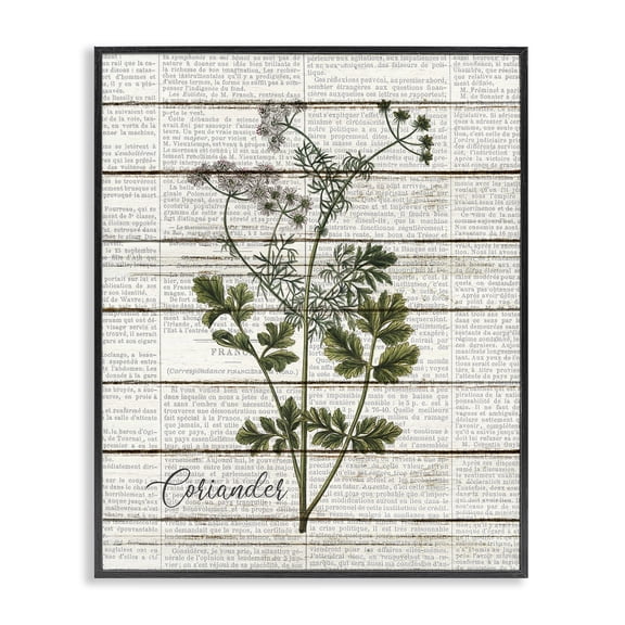 Stupell Industries Traditional Coriander Vintage Herb Kitchen Dining Room Word Collage Design Black Framed Giclee Art, 11 x 14, by Kim Allen