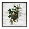 thumbnail image 1 of Stupell Industries Cottage Birds in Vintage Nest Black Framed Giclee Art, 12 x 12, by Susan Arnot, 1 of 7