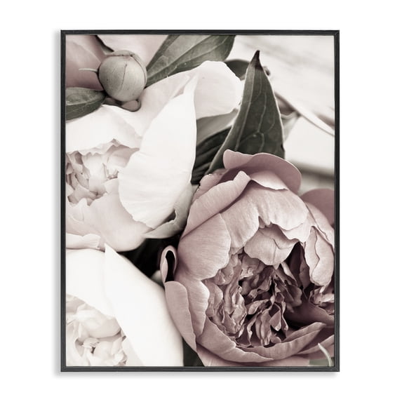 Stupell Industries Cottage Budding Peony Petals Close Up Black Framed Giclee Art, 11 x 14, by Malerifabrikken