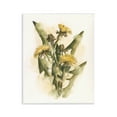 Stupell Industries Cottage Buttercup Flowers Botanical & Floral