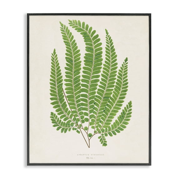 Stupell Industries Cottage Ferns Study Floral Painting Black Framed Art Print Wall Art, 24 x 30