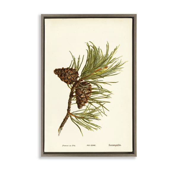Stupell Industries Cottage Fir Tree Cones Brown Floating Frame Canvas Art, 21 x 31, by Tina Higgins Designs Inc.