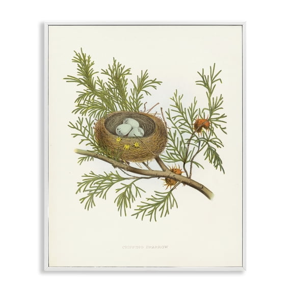 Stupell Industries Cottage Forest Bird Nest on Branch White Framed Giclee Art, 16 x 20, by Tina Higgins Designs Inc.