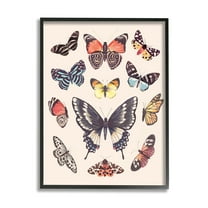 Stupell Industries Cottage Moths & Butterflies Animals & Insects Painting Black Framed Art Print Wall Art, 11 x 14