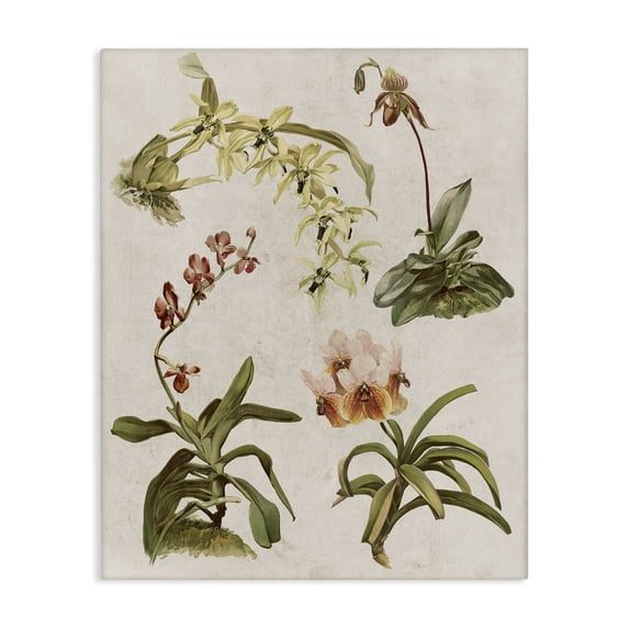 Stupell Industries Cottage Vintage Latin Study Flowers Nature Canvas Art, 30 x 40, by Lil' Rue