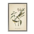 thumbnail image 1 of Stupell Industries Cottage Vintage Warbler Diagram Gray Floating Frame Canvas Art, 21 x 31, by Wild Apple Portfolio, 1 of 8