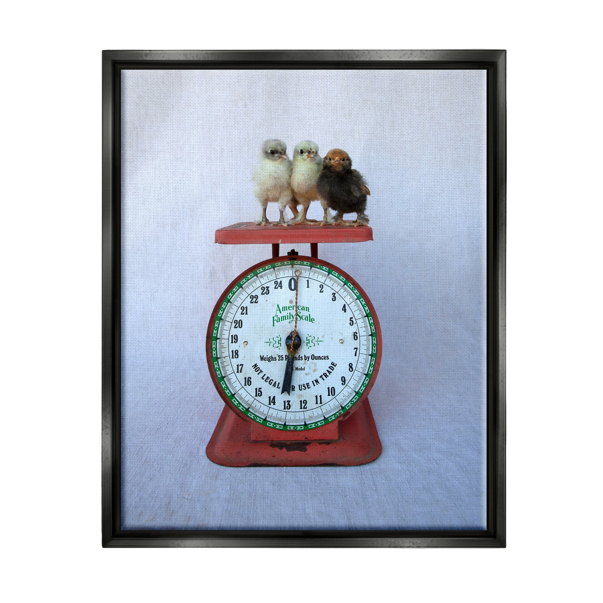 Stupell Industries Country Baby Chick Birds on Vintage Kitchen Scale Photograph Jet Black Floating Framed Canvas Print Wall Art, Design by Tania Soderman