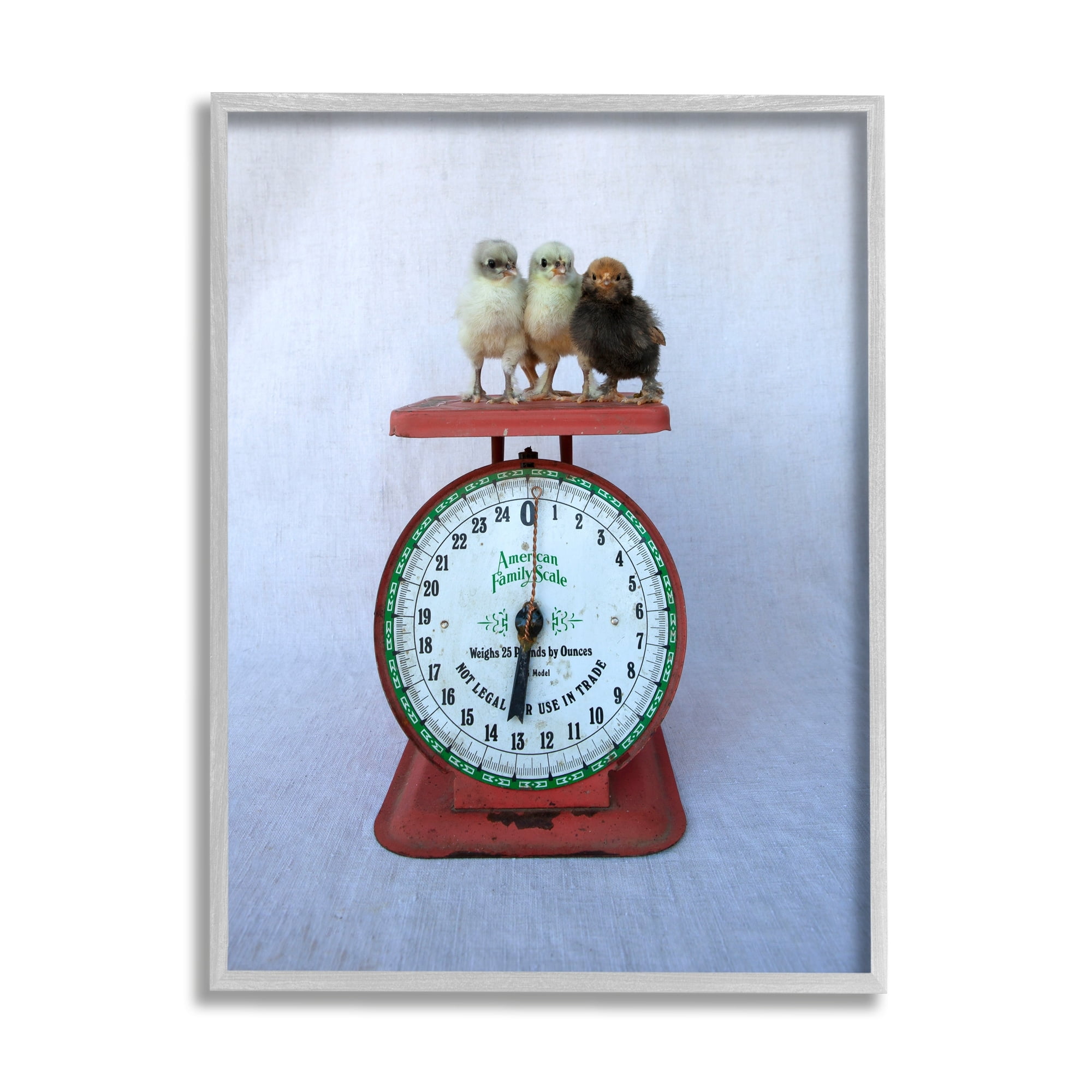Stupell Industries Country Baby Chick Birds on Vintage Kitchen Scale Photograph Gray Framed Art Print Wall Art, Design by Tania Soderman