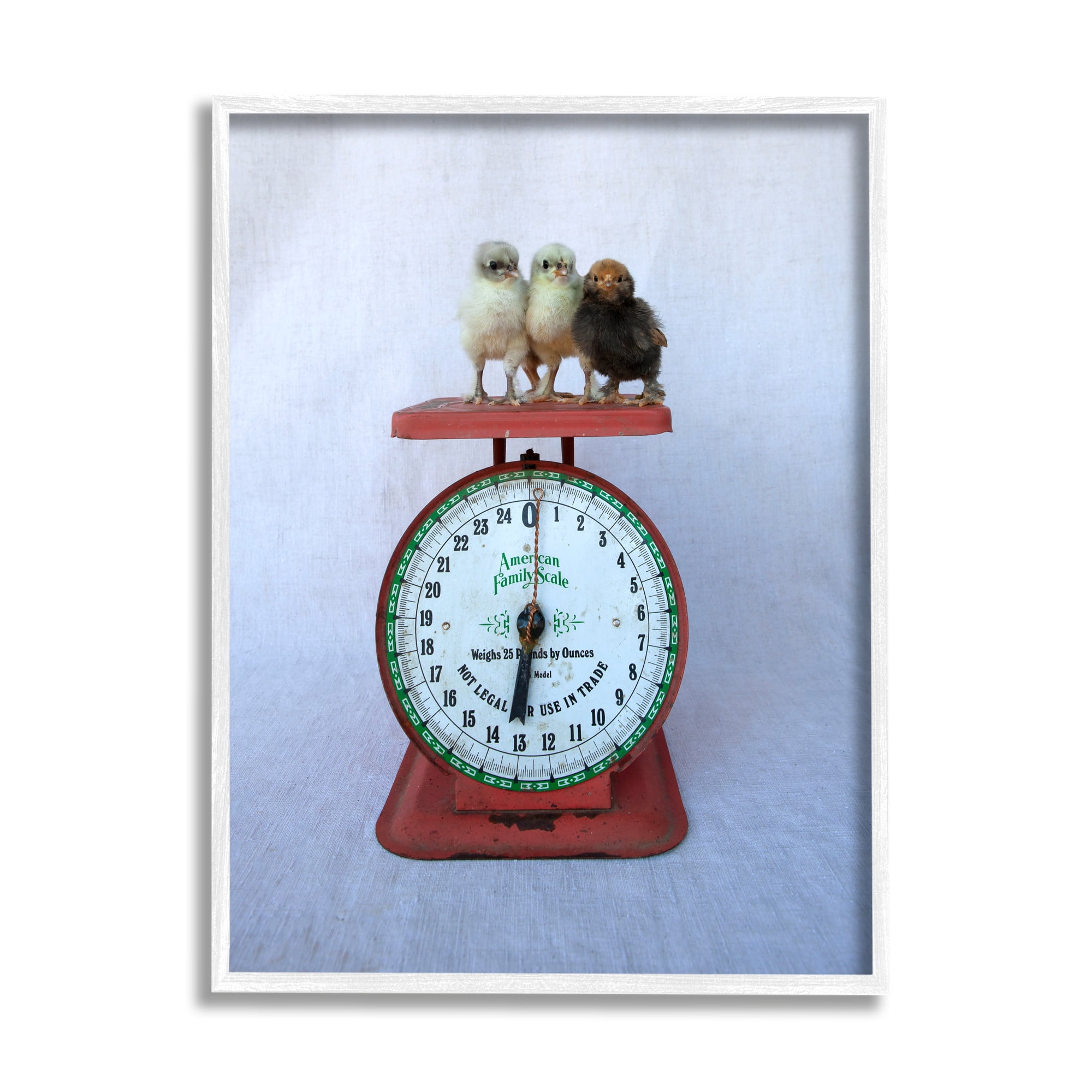 Stupell Industries Country Baby Chick Birds on Vintage Kitchen Scale Photograph White Framed Art Print Wall Art, Design by Tania Soderman