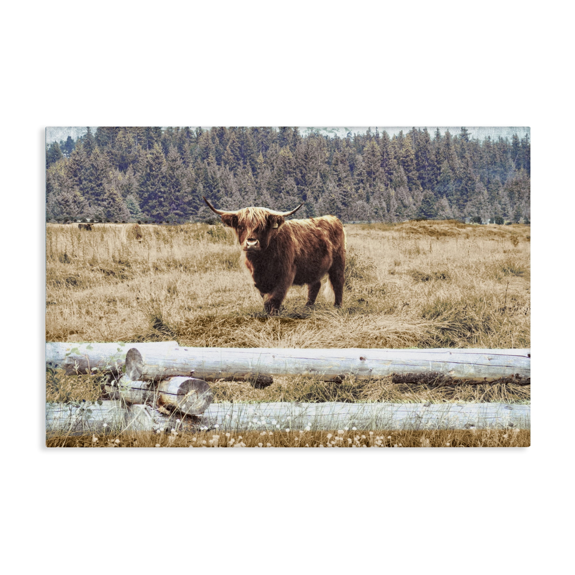 Stupell Industries Country Cattle with Fence Animals & Insects Photography Gallery Wrapped Canvas Art Print Wall Art, 36 x 24