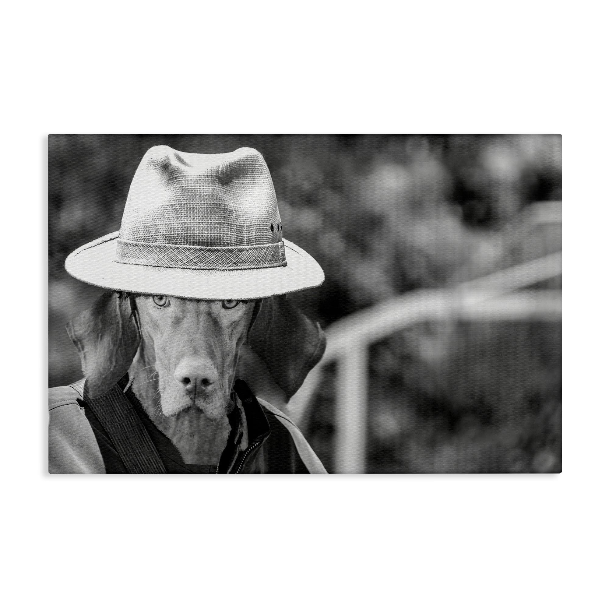 Stupell Industries Country Cowboy Dog Animals & Insects Photography Gallery Wrapped Canvas Art Print Wall Art, 30 x 20