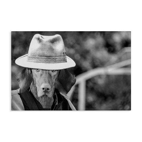 Stupell Industries Country Cowboy Dog Animals & Insects Photography Gallery Wrapped Canvas Art Print Wall Art, 45 x 30