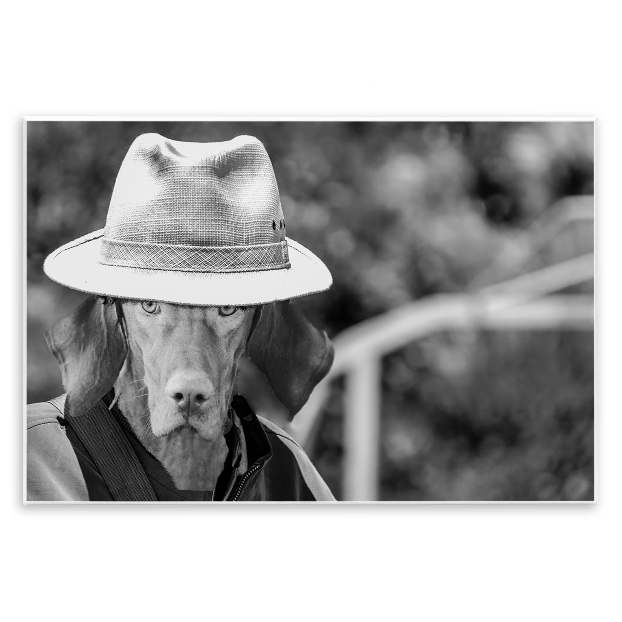 Stupell Industries Country Cowboy Dog Animals & Insects Photography Unframed Art Print Wall Art, 19 x 13