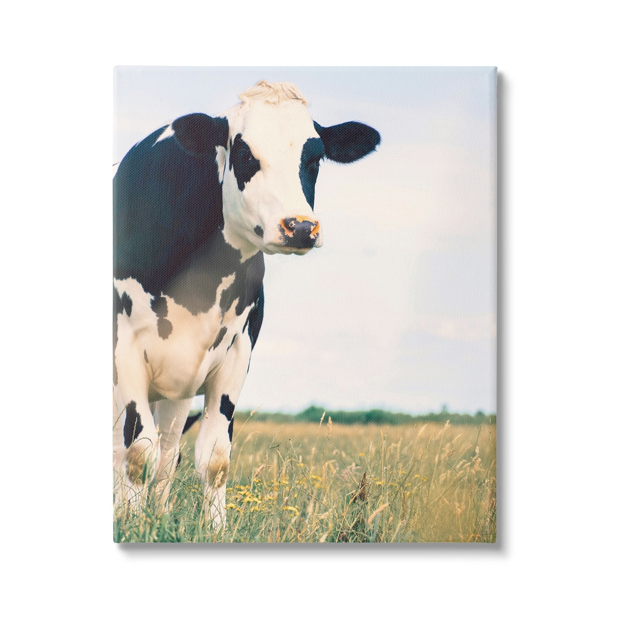 Stupell Industries Country Farm Cow Photography Animals & Insects Photography Gallery Wrapped Canvas Print Wall Art