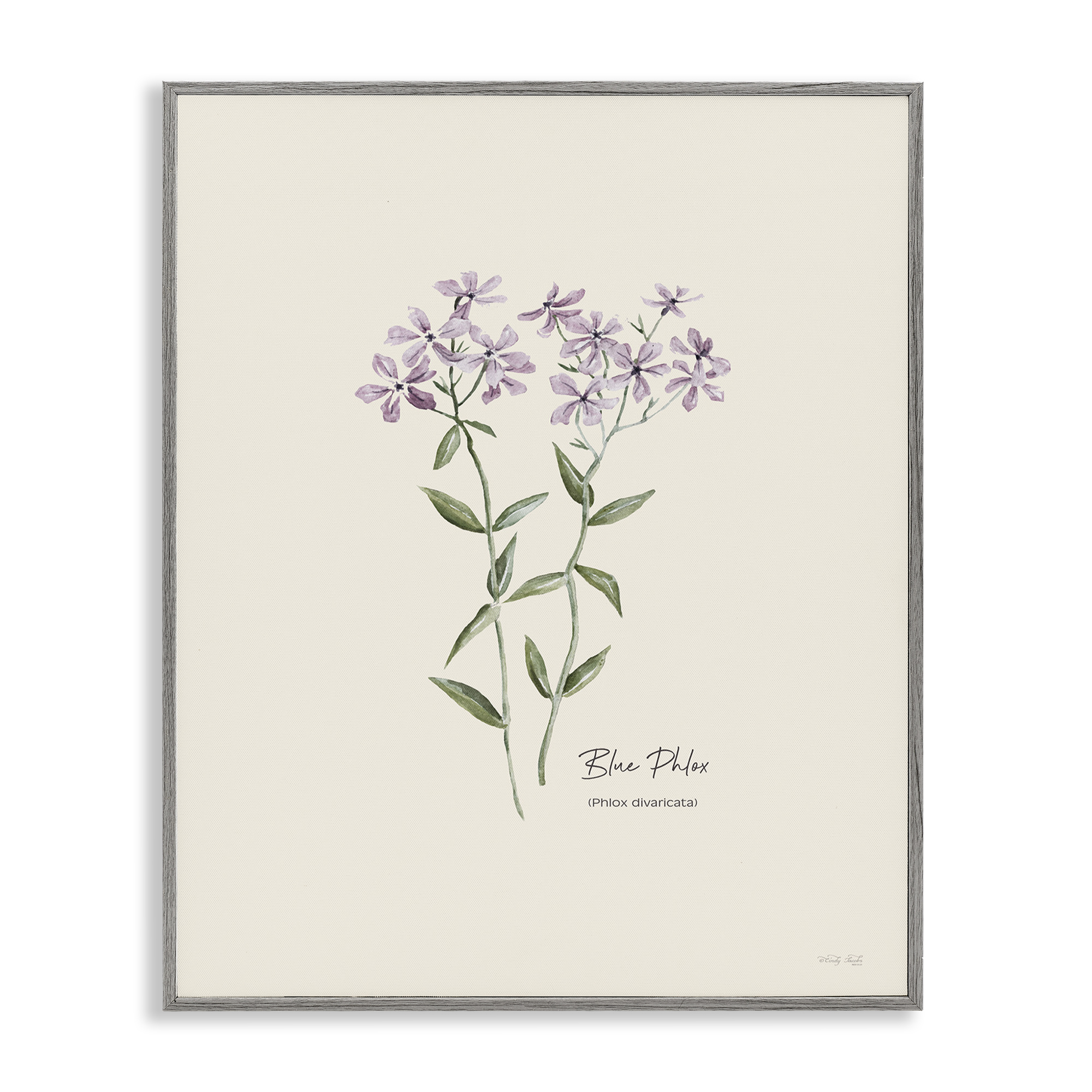Stupell Industries Country Herb Diagram Botanical & Floral Painting
