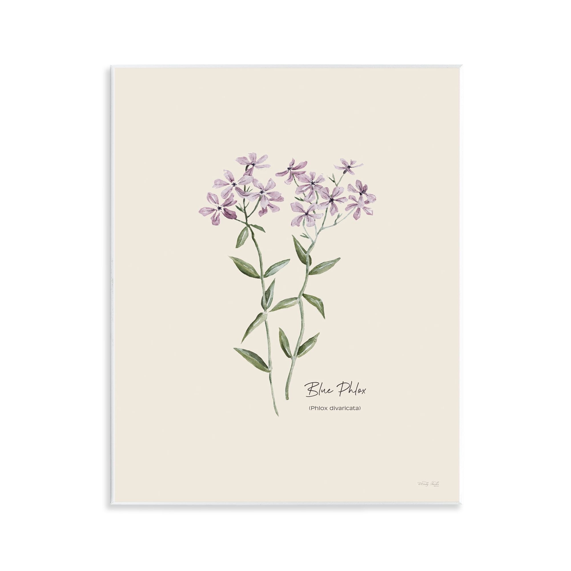 Stupell Industries Country Herb Diagram Botanical & Floral Painting Unframed Art Print Wall Art, 11 x 14