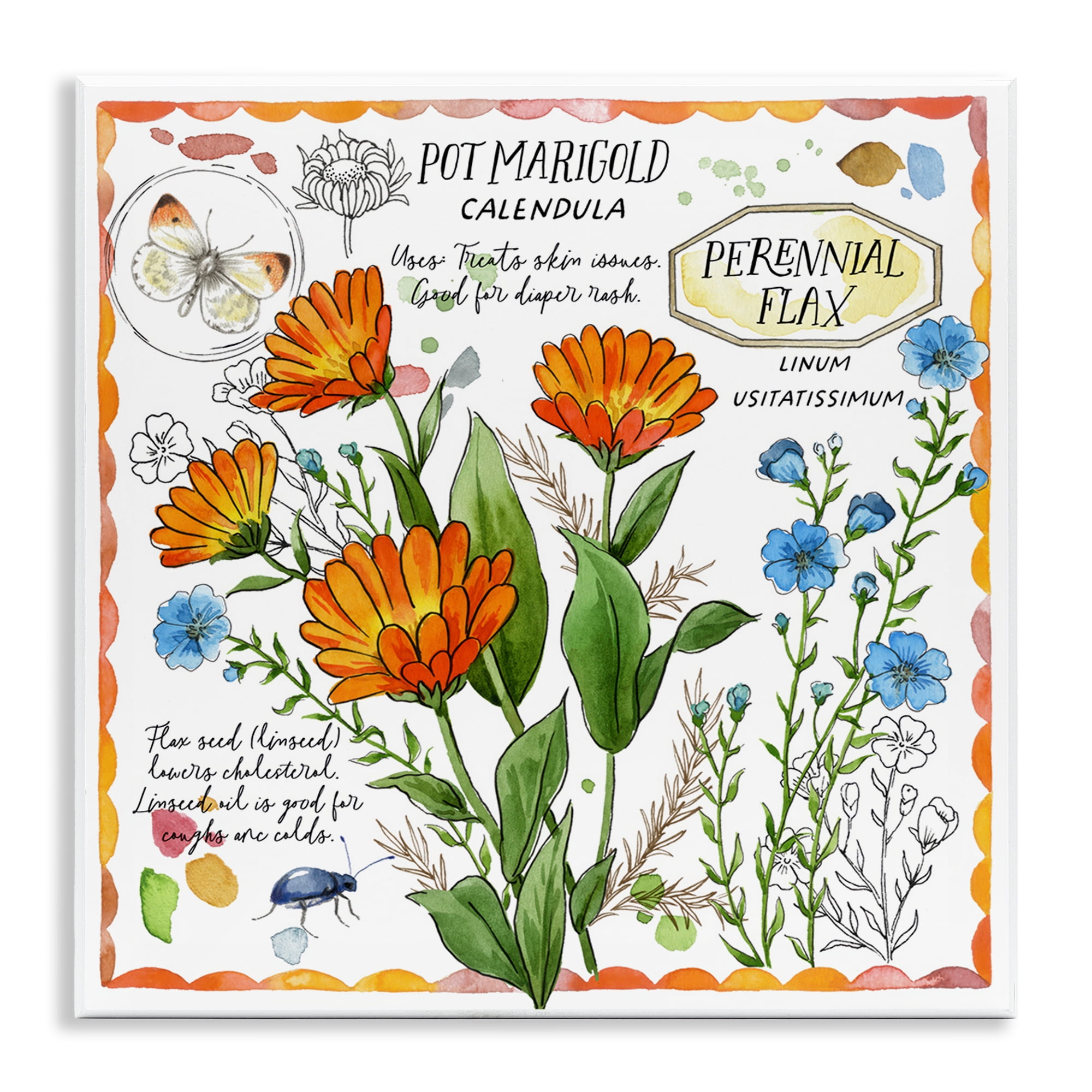 Stupell Industries Country Herb Uses Plants & Flowers Painting Unframed Art Print Wall Art, 12 x 12