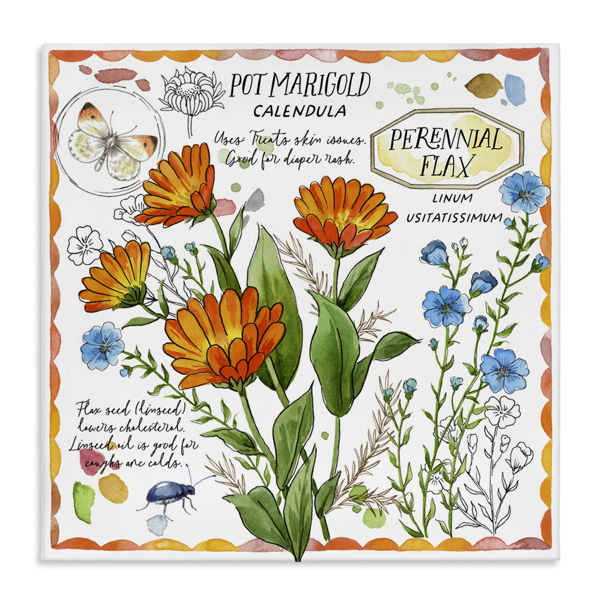 Stupell Industries Country Herb Uses Plants & Flowers Painting Wrapped Canvas Art Print Wall Art, 30 x 30