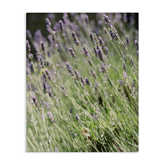 Stupell Industries Country Lilac Garden Botanical & Floral Photography Gallery Wrapped Canvas Art Print Wall Art, 16 x 20