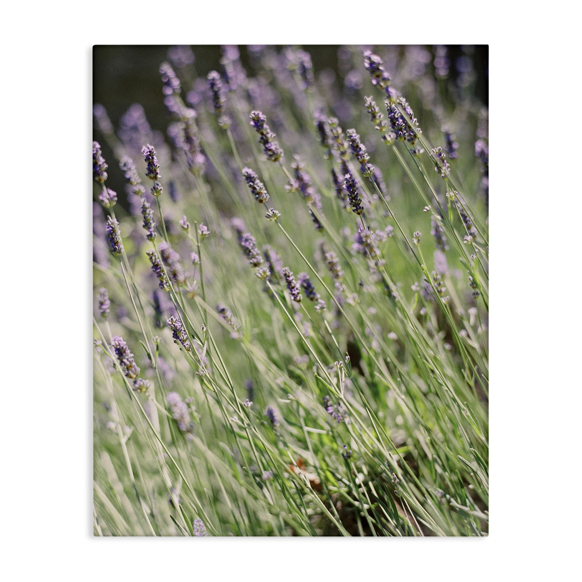 Stupell Industries Country Lilac Garden Botanical & Floral Photography Gallery Wrapped Canvas Art Print Wall Art, 30 x 40