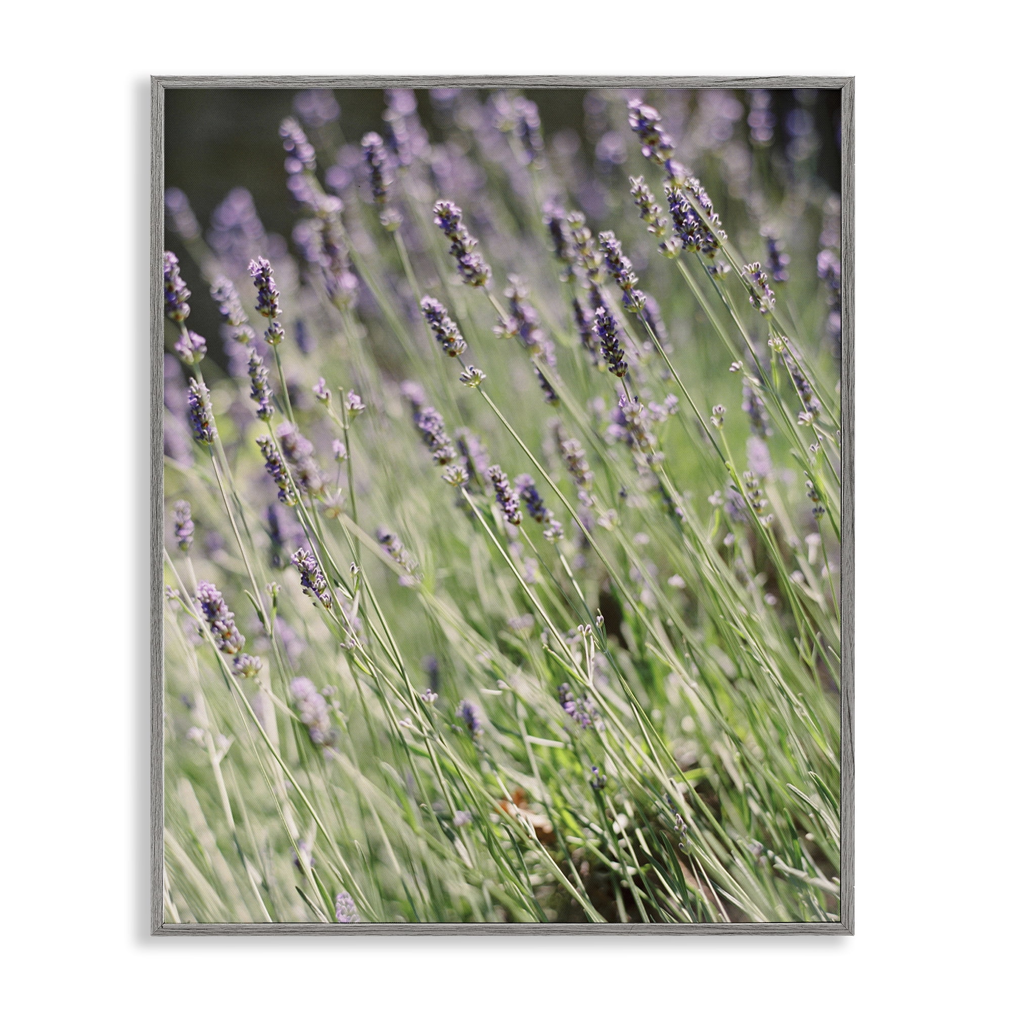 Stupell Industries Country Lilac Garden Botanical & Floral Photography Gray Framed Art Print Wall Art, 11 x 14