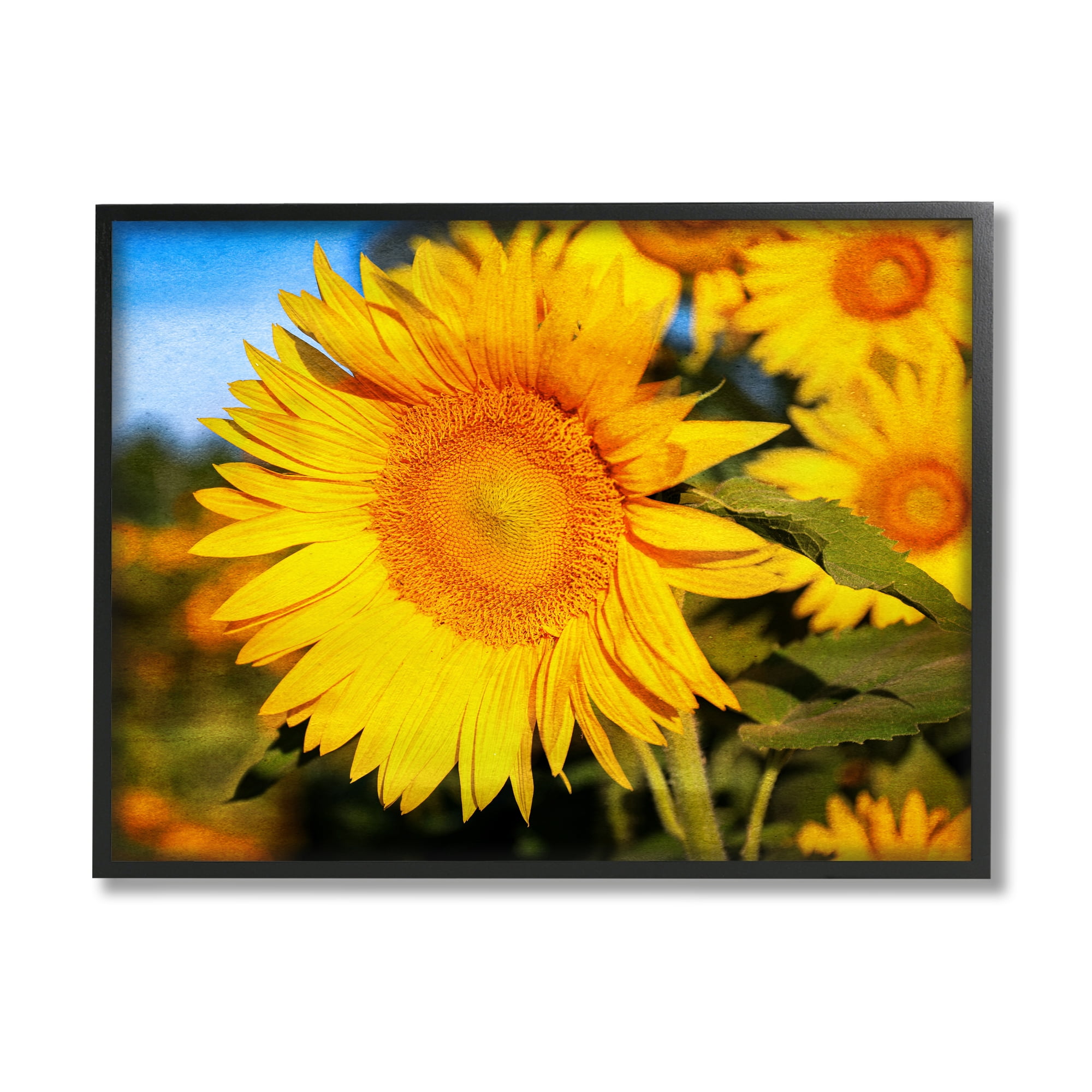 Stupell Industries Country Sunflower Photography Botanical & Floral Photography Black Framed Art Print Wall Art, 20 x 16