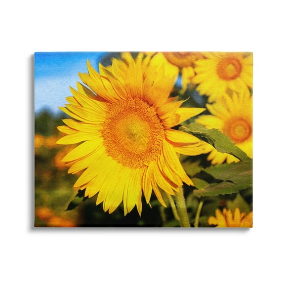 Stupell Industries Country Sunflower Photography Botanical & Floral Photography Gallery Wrapped Canvas Art Print Wall Art, 20 x 16
