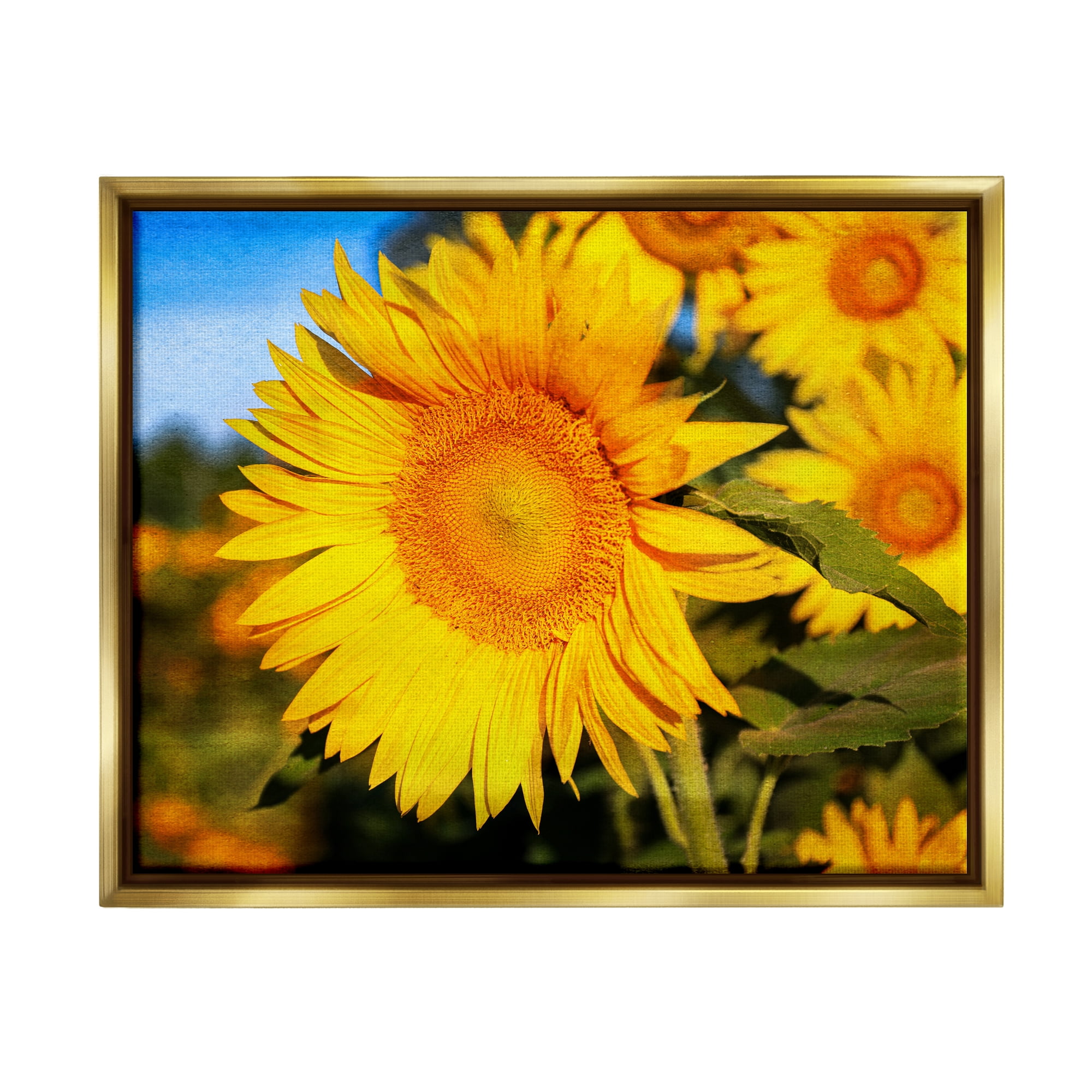 Stupell Industries Country Sunflower Photography Botanical & Floral Photography Gold Floater Framed Canvas Art Print Wall Art, 21 x 17