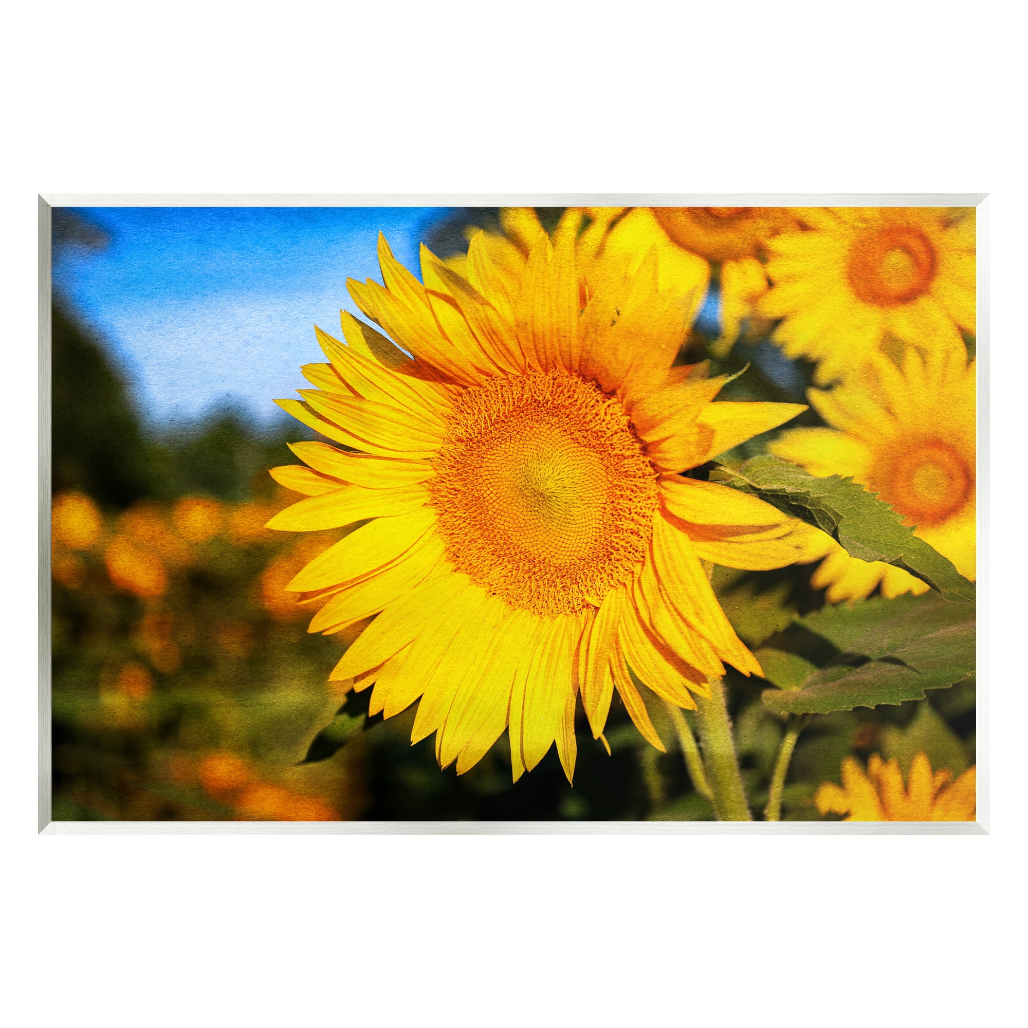 Stupell Industries Country Sunflower Photography Botanical & Floral Photography Unframed Art Print Wall Art, 15 x 10