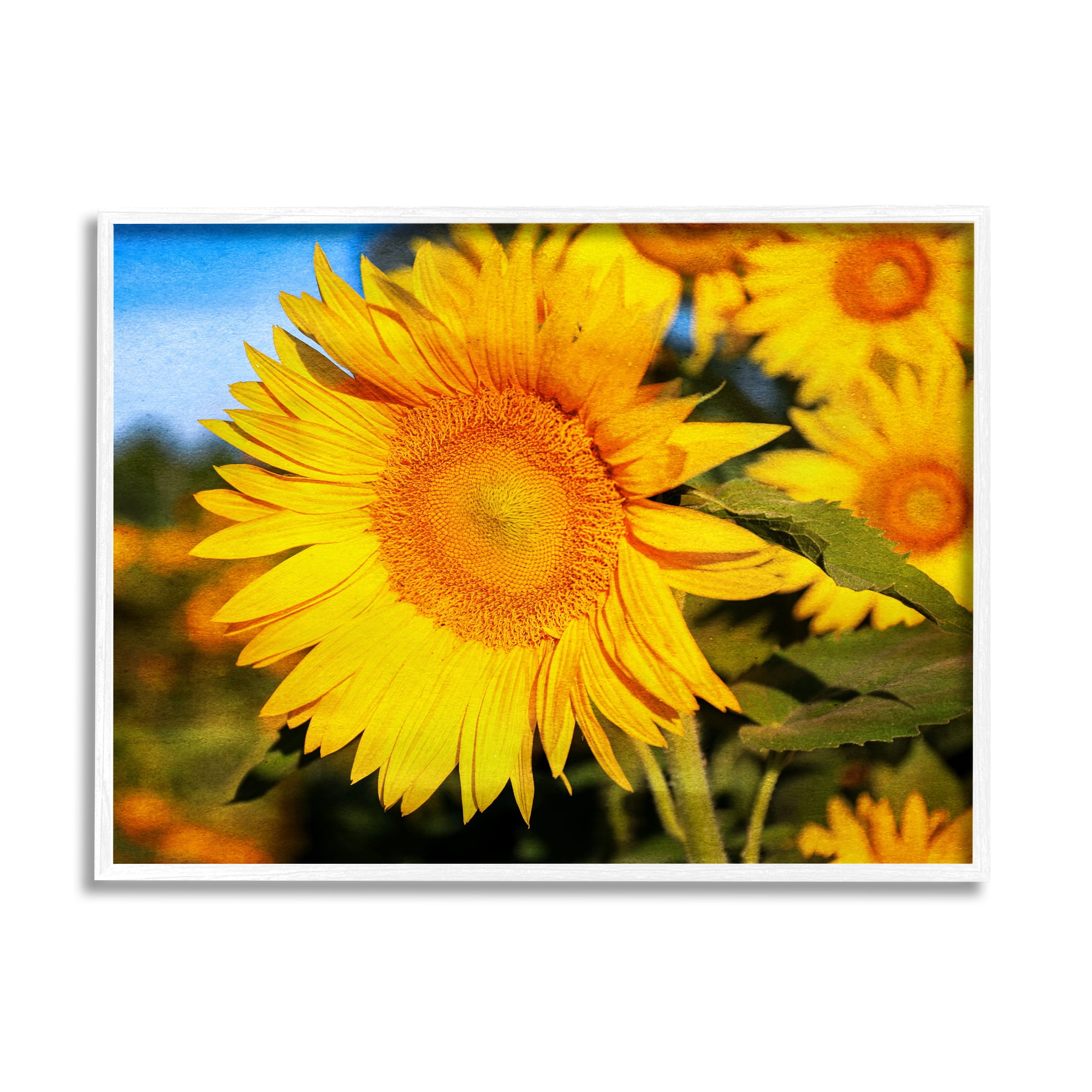 Stupell Industries Country Sunflower Photography Botanical & Floral Photography White Framed Art Print Wall Art, 20 x 16