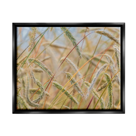 Stupell Industries Country Wheat Photography Nature Photography Black Floater Framed Art Print Wall Art, 31 x 25