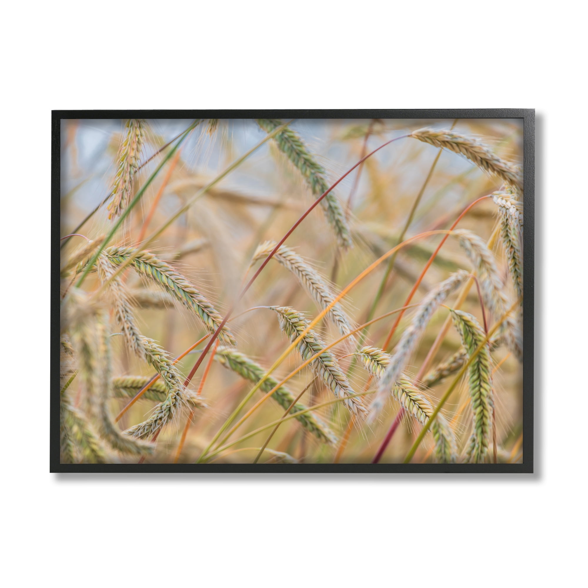 Stupell Industries Country Wheat Photography Nature Photography Black Framed Art Print Wall Art, 30 x 24