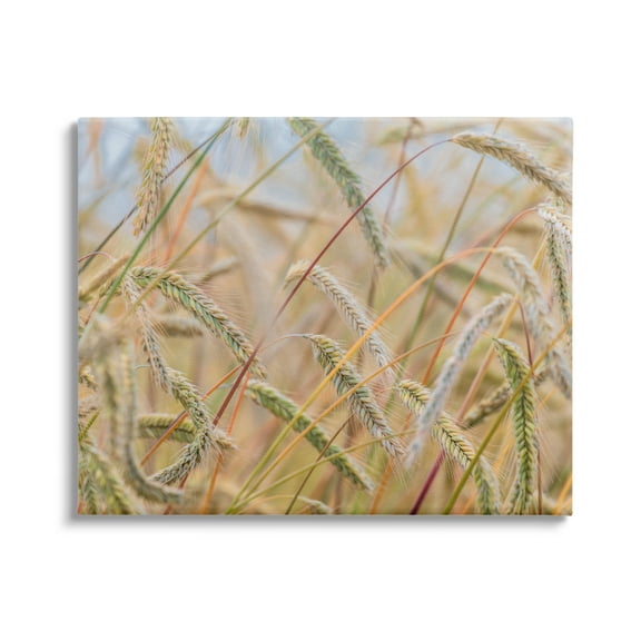 Stupell Industries Country Wheat Photography Nature Photography Gallery Wrapped Canvas Print Wall Art, 20 x 16