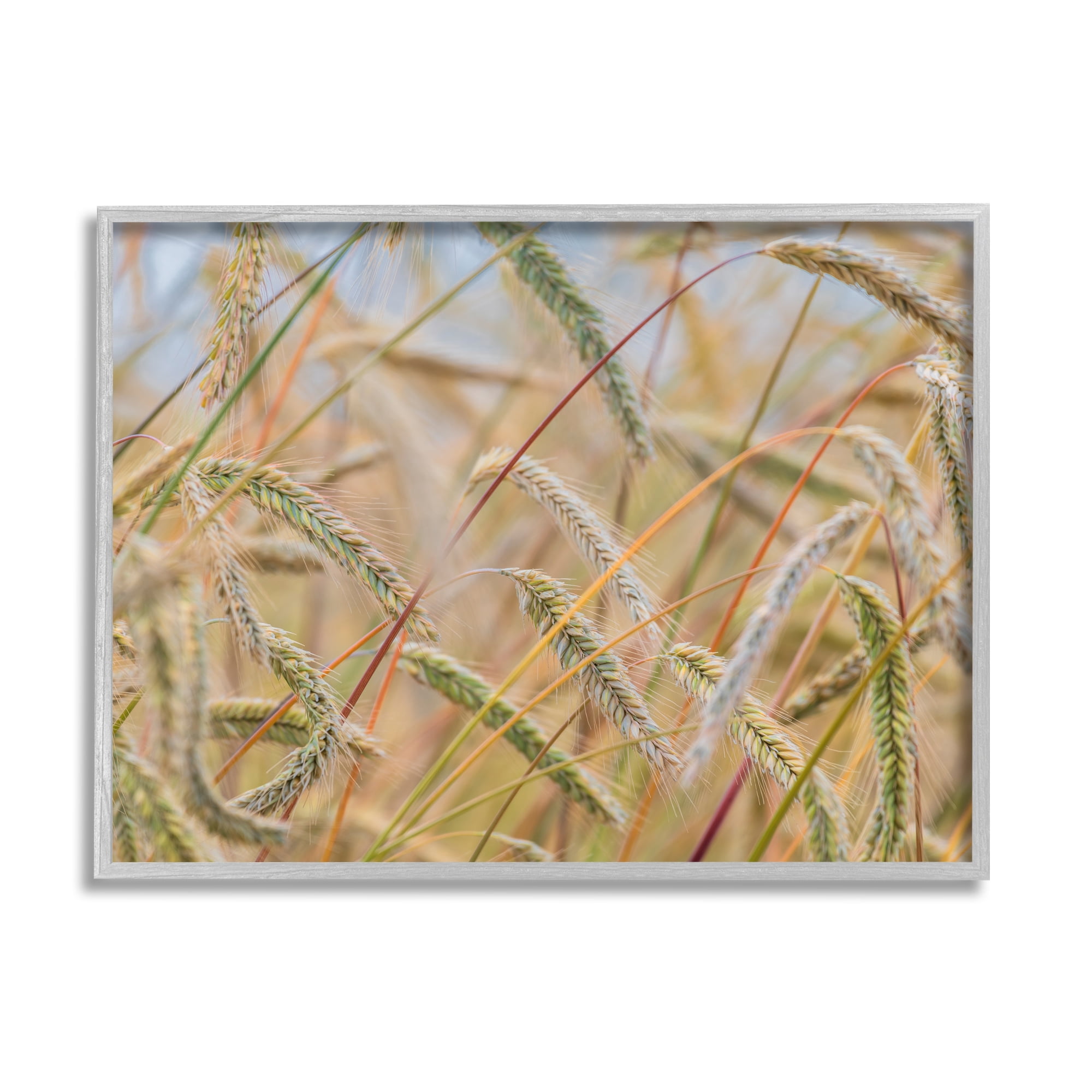 Stupell Industries Country Wheat Photography Nature Photography Gray Framed Art Print Wall Art, 30 x 24