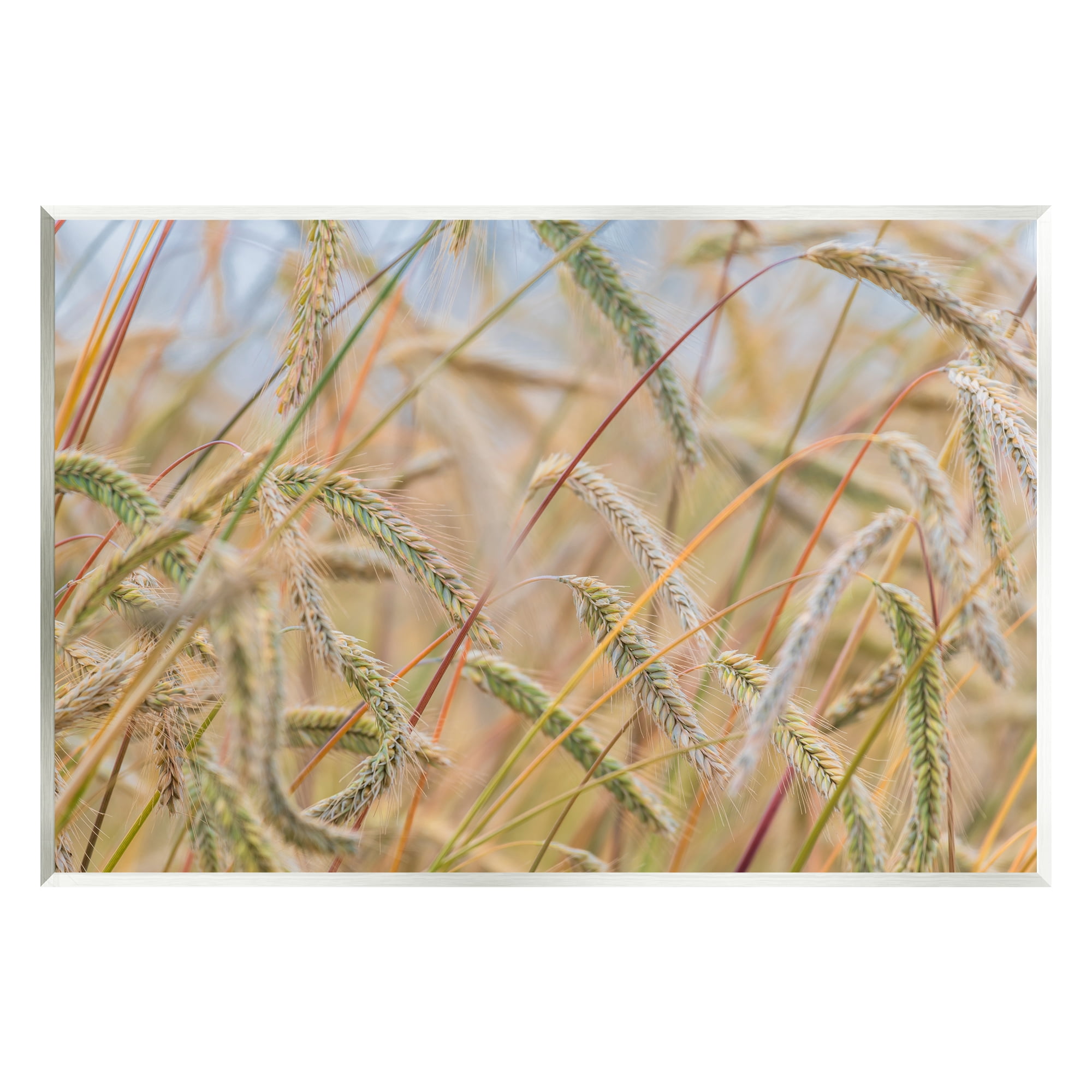 Stupell Industries Country Wheat Photography Nature Photography Unframed Art Print Wall Art, 19 x 13