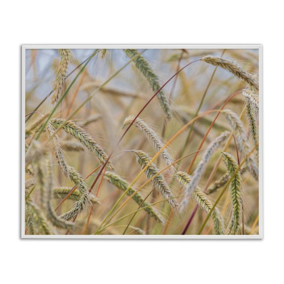 Stupell Industries Farmhouse Country Wheat Photography White Framed Giclee Art, 20 x 16, by Nancy Crowell