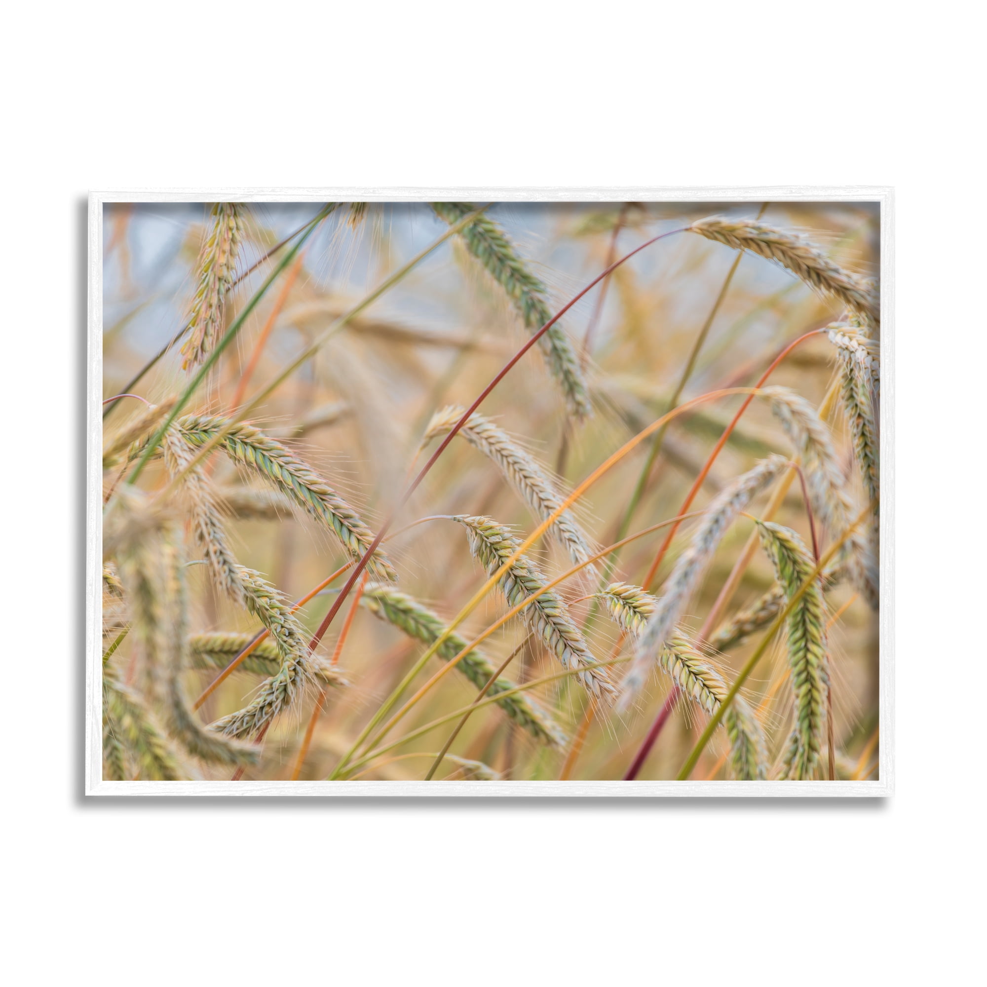 Stupell Industries Country Wheat Photography Nature Photography White Framed Art Print Wall Art, 20 x 16