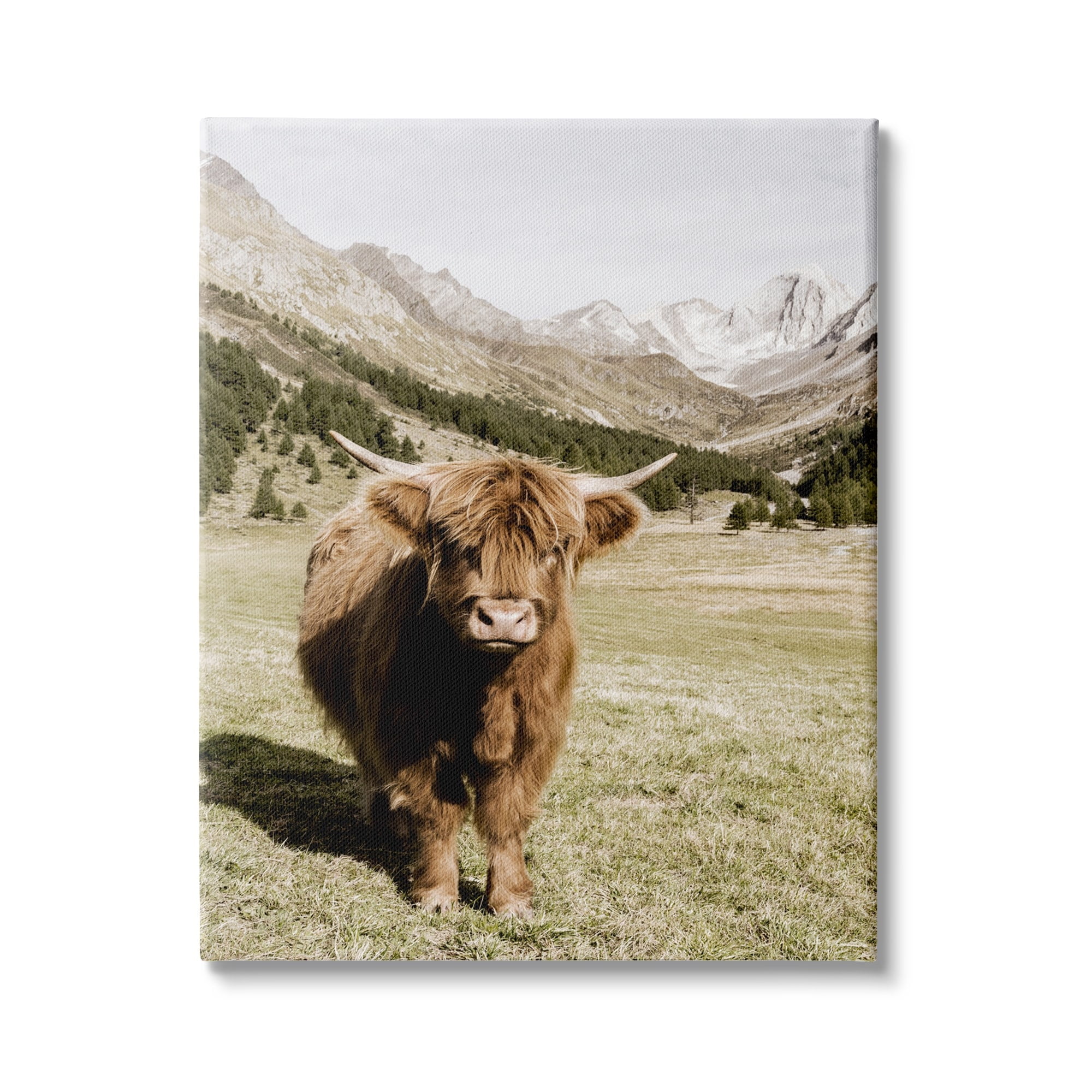Stupell Industries Countryside Highland Cattle Distant Mountain Longhorn Photograph, 30 x 40, Design by Danita Delimont