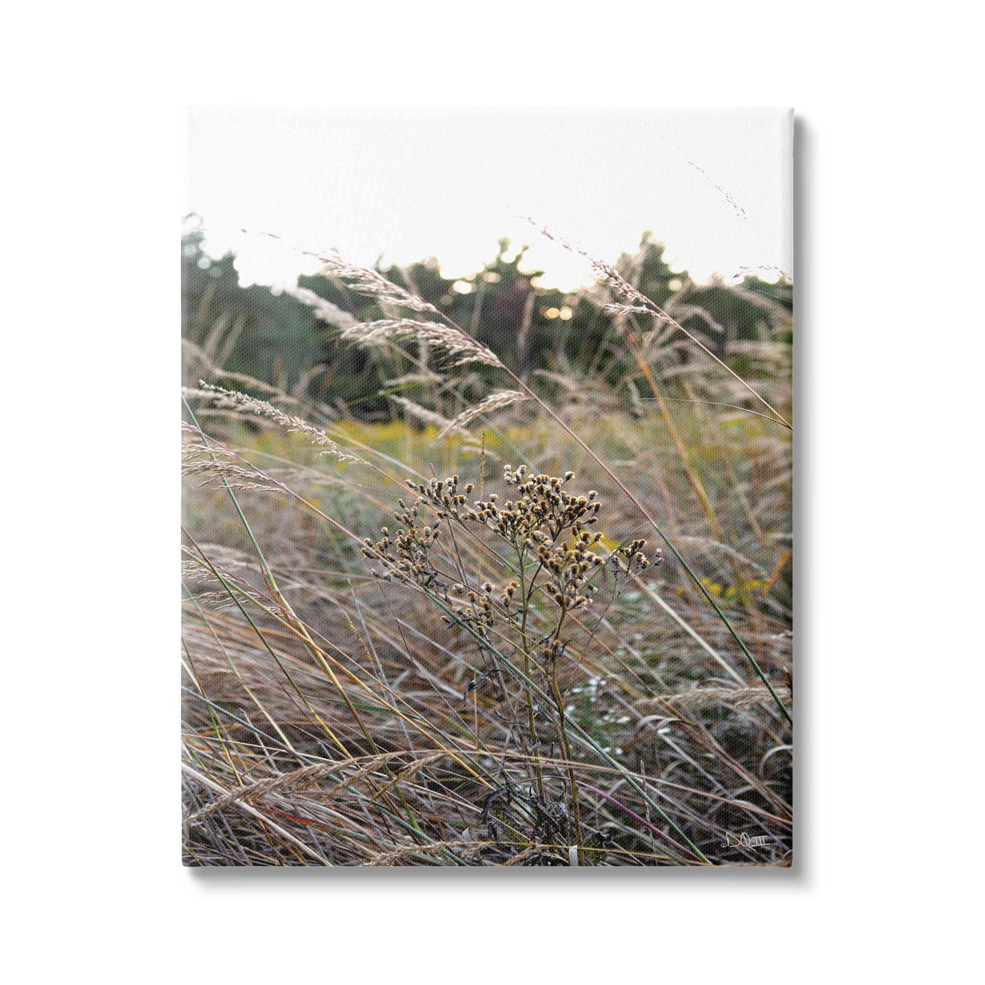 Stupell Industries Countryside Meadow Blooming Reeds Tall Grass Buds Canvas Wall Art, 36 x 48, Design by Donnie Quillen